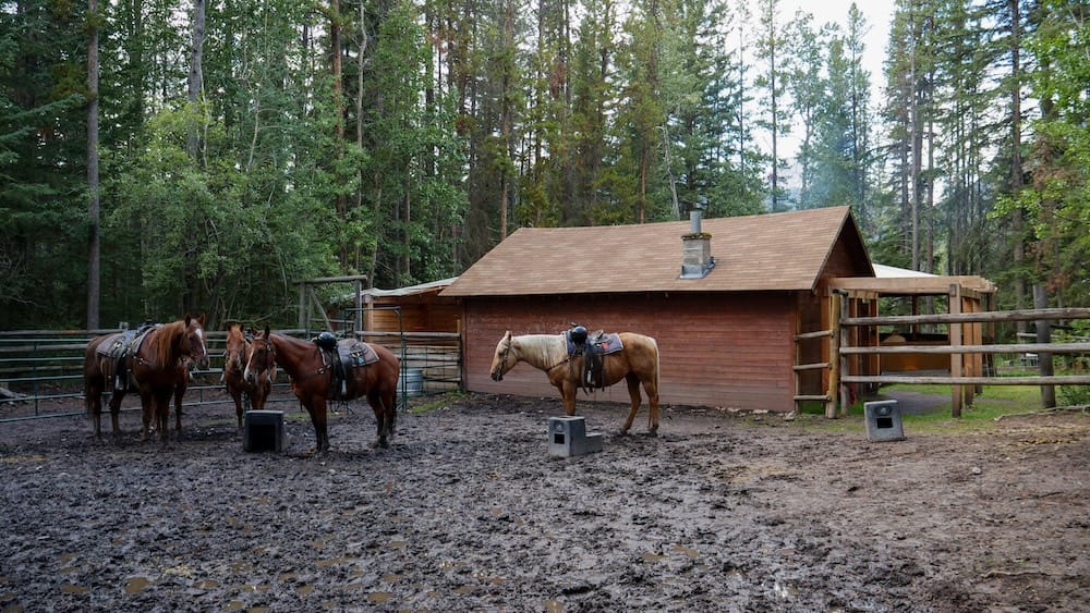 Caballos ensillados en 3 Mile Cabin durante el Banff Cowboy Cookout en Alberta, Canadá Varios caballos ensillados están junto a 3 Mile Cabin en el Parque Nacional Banff, Alberta, Canadá, con un corral embarrado, cercas de madera y bosque denso alrededor de la parada del Cowboy Cookout.