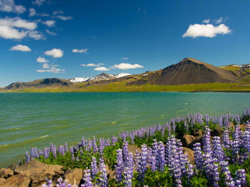 Akureyri flowers and lake views in Iceland 