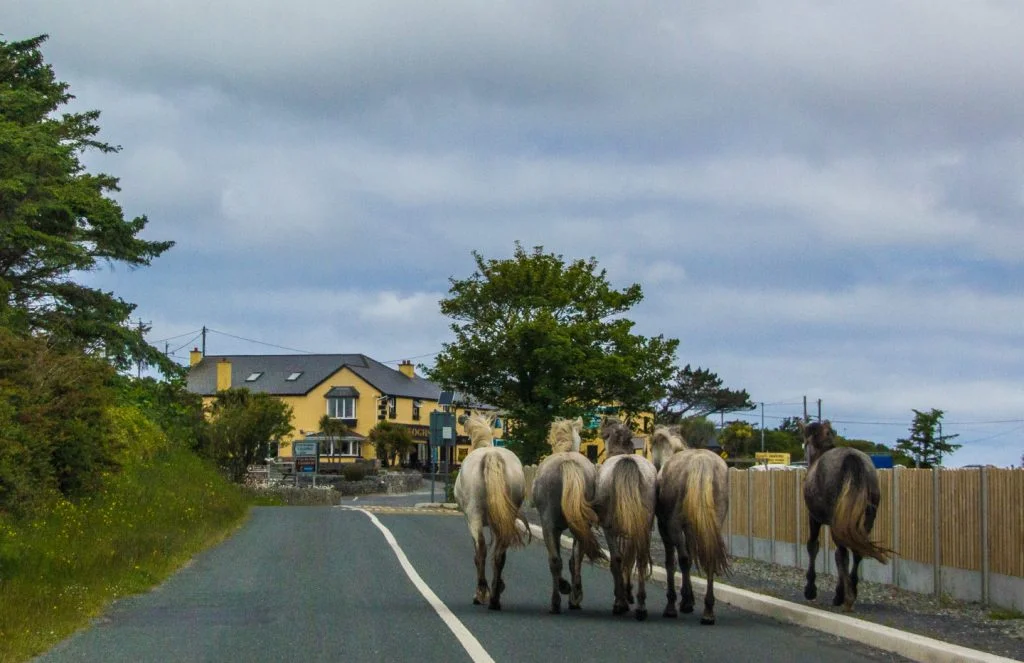 Horse trekking is another fun way to enjoy nature and the outdoors in Ireland. Horse trekking is another fun way to enjoy nature and the outdoors in Ireland.