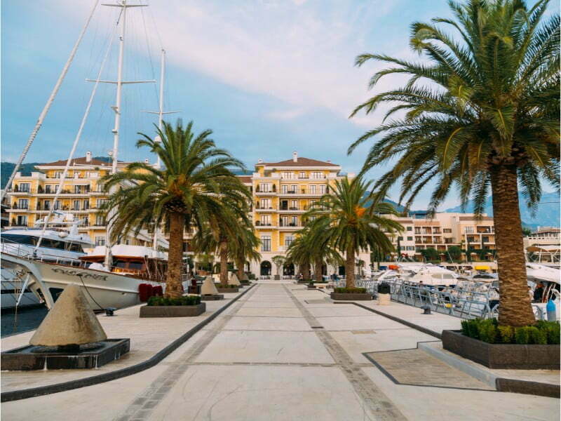 Tivat palm trees in Montenegro 