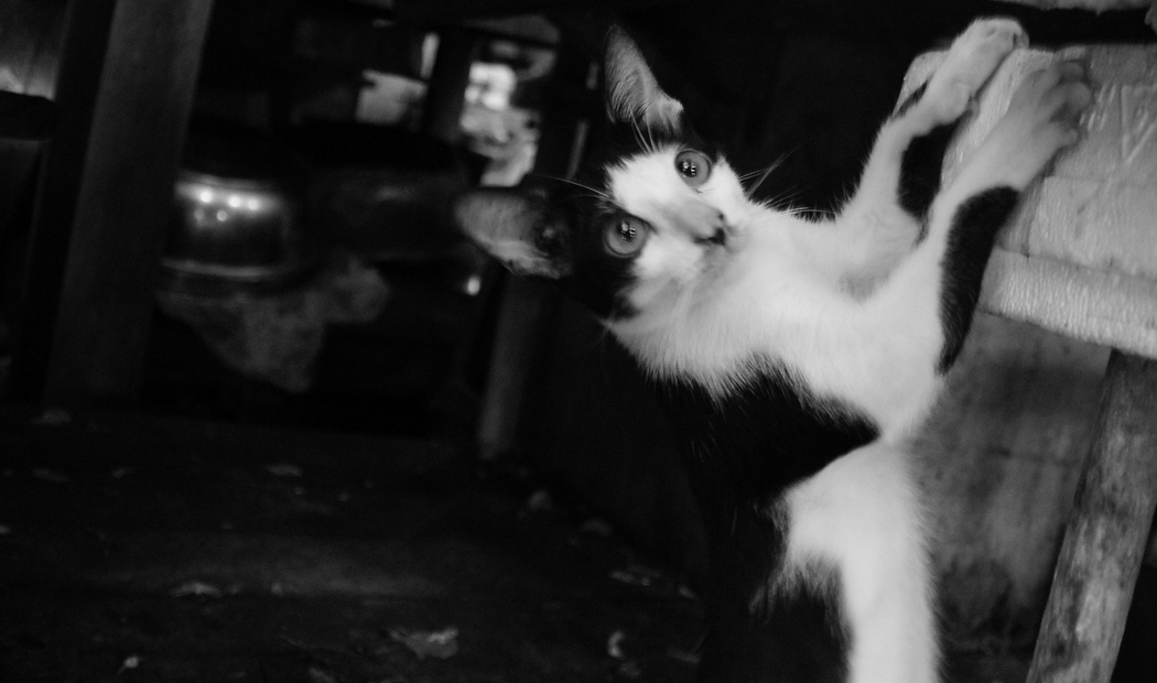 A black and white shot of the same kitty losing it's grip as it slides back down the table in Bangkok, Thailand