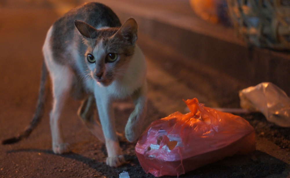 A cat scratches at a bag in search of a few scraps. If you visit Melacca you'll notice plenty of critters roaming about.