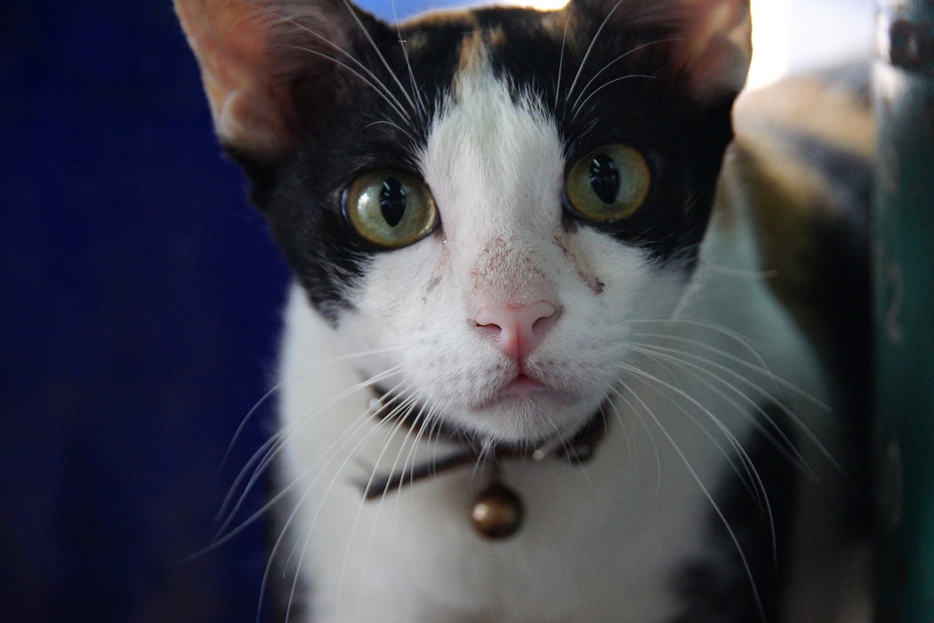 A close-up shot of a well cared for domestic cat with big eyes and an inquisitive looking face - Bangkok, Thailand.