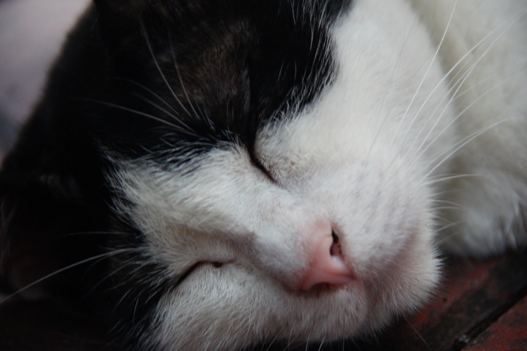 A close-up shot of its face cats of Bangkok
