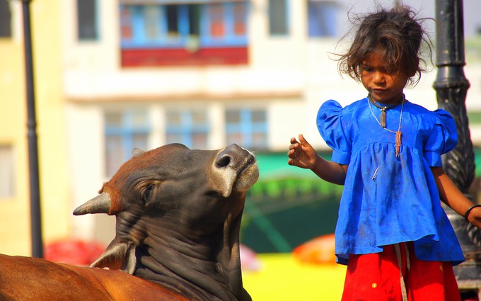 A cute girl with a cow in Udaipur, India