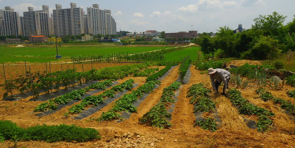 A farmer nearby a rice field that overlooks my high rise apartment in Korea. 