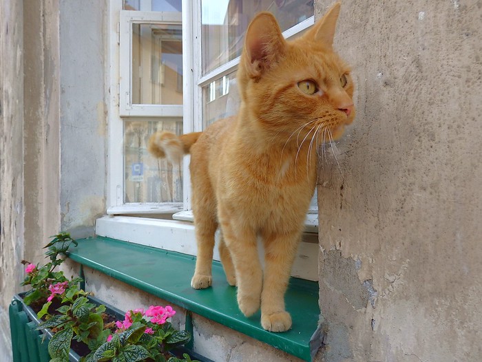 A friendly cat hanging out by an open window in Warsaw, Poland