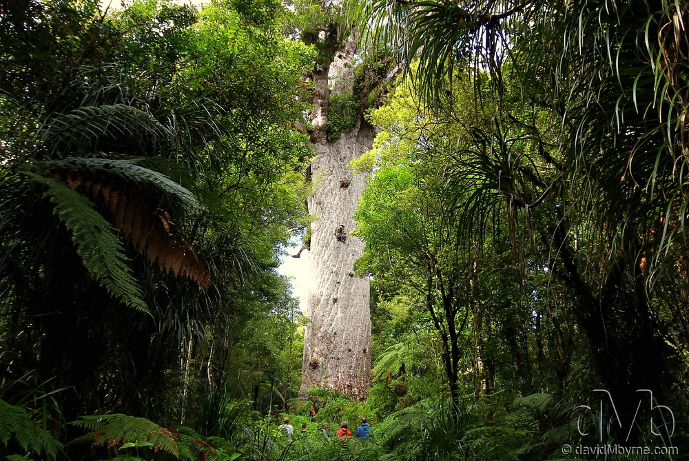 A giant Kauri tree in Waipoua Kauri Forest, one of the last remaining kauri tree sanctuaries on earth.