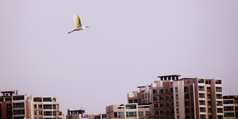A Korean crane in flight nearby my apartment in Korea where I used to teach English abroad