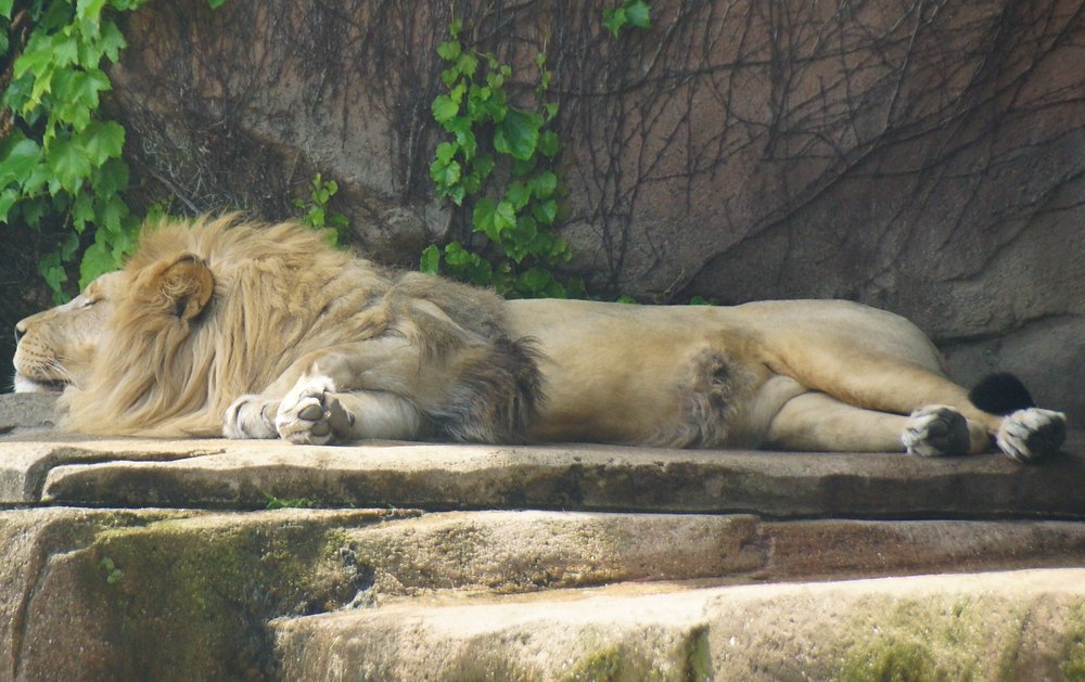 A Lion stretching out to sleep at Lincoln Park Zoo in Chicago, Illinois, USA