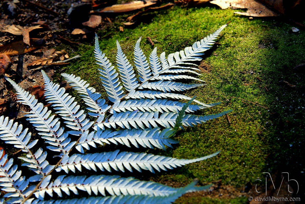 A Silver Fern, the emblem of New Zealand, rests on an illuminated forest floor on the outskirts of Rotorua.