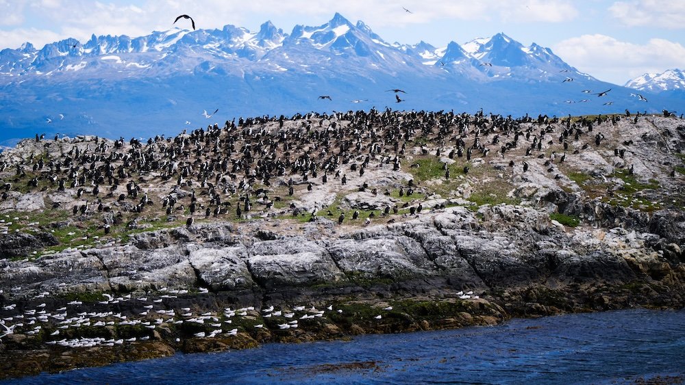 Admiring the Penguins on Hammer Island colonies near Ushuaia gathered on Hammer Island with dramatic ice-capped mountain view backdrop in Argentina