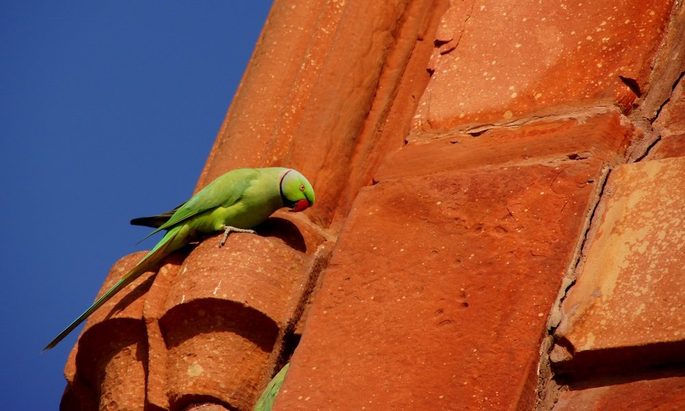 Agra green bird perched at fort