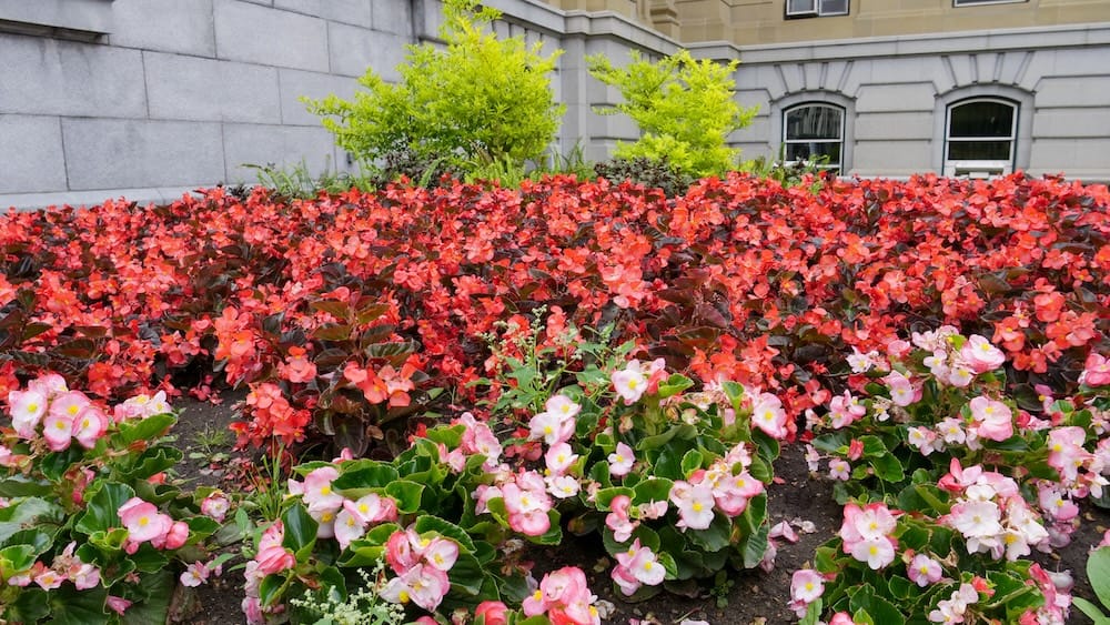 Alberta Legislature gardens with colourful summer flower beds in Edmonton, Alberta, Canada Close view of colourful red and pink flower beds in the Alberta Legislature gardens in Edmonton, Alberta, Canada, with bright green shrubs and the lower stone facade of the historic building behind.