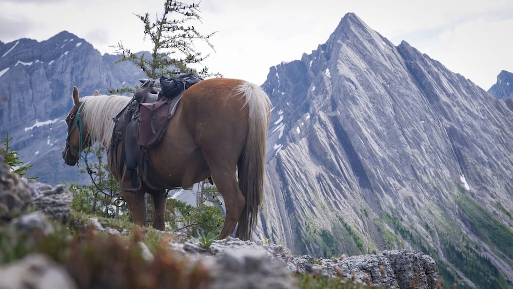 A saddled horse stands on rocky ground at Allenby Pass in Banff National Park, Alberta, Canada, with jagged grey alpine peaks and sparse high-country vegetation rising behind it.