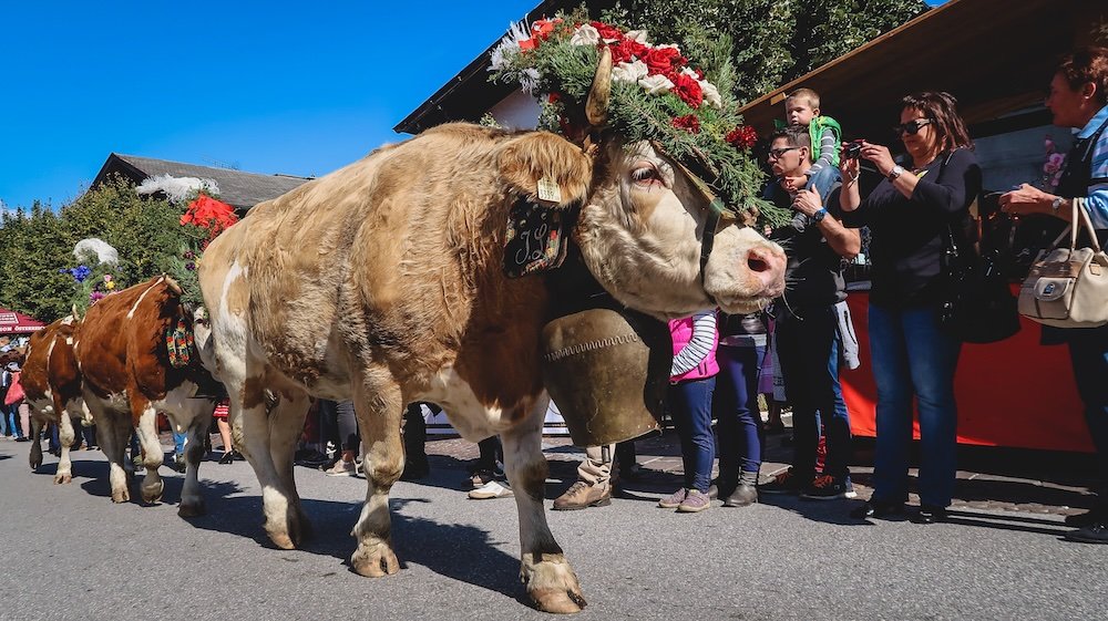 Almatrieb Cows Come Home Parade Tyrolean culture as the cows paraded through town all dressed up in fancy attire in Tyrol, Austria