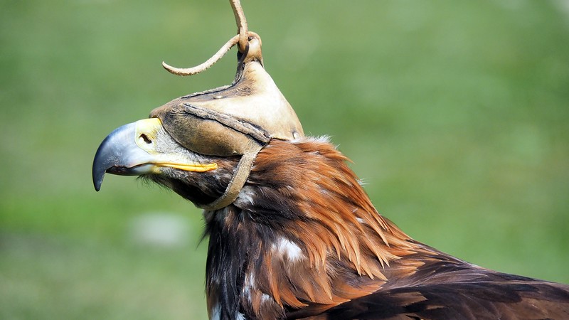An eagle wearing an eye-cover before the start of the event in Kyrgyzstan