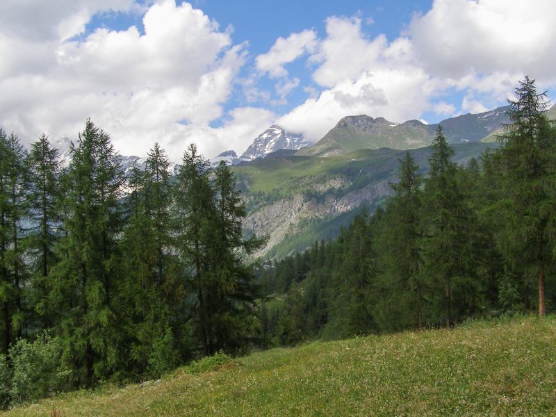 Aosta forest views with mountain backdrop 