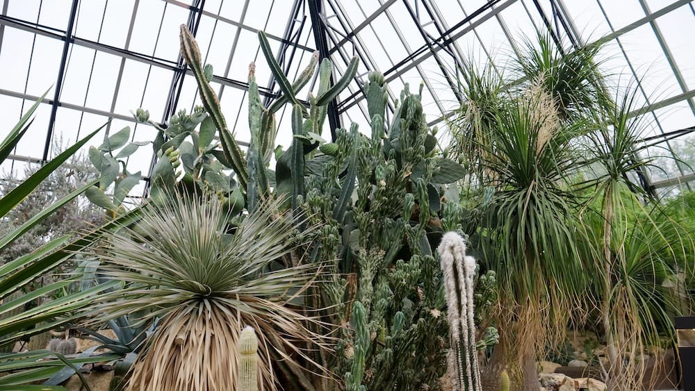 Arid pyramid desert plants at Muttart Conservatory in Edmonton, Alberta, Canada, during a one-day itinerary Dense cacti, yucca and other desert plants inside the arid pyramid at Muttart Conservatory in Edmonton, Alberta, Canada, beneath the geometric glass greenhouse roof.