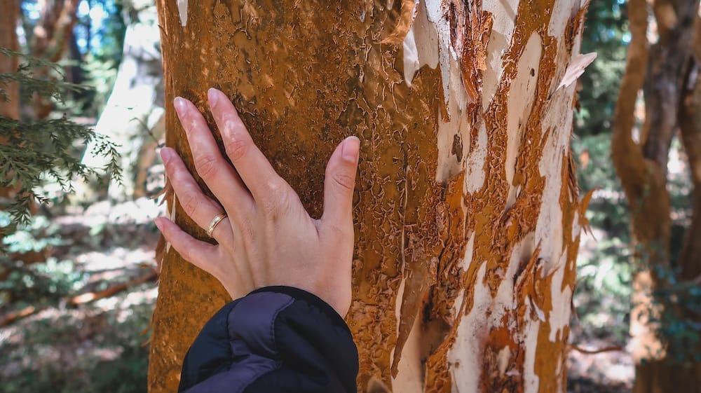 Close-up of Audrey Bergner touching the cinnamon bark of an ancient arrayán tree in Los Arrayanes National Park near Villa La Angostura while hiking with Samuel Jeffery.