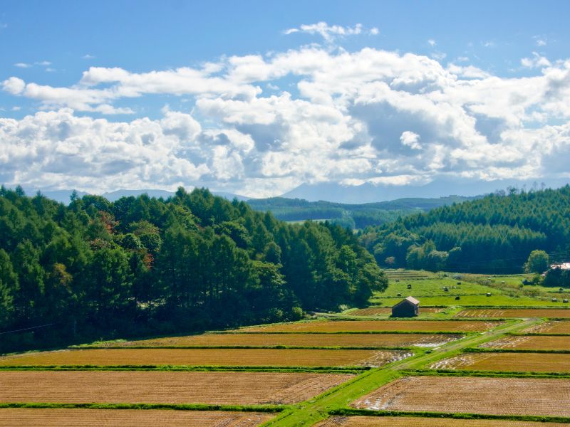 Asahikawa rice fields in Japan