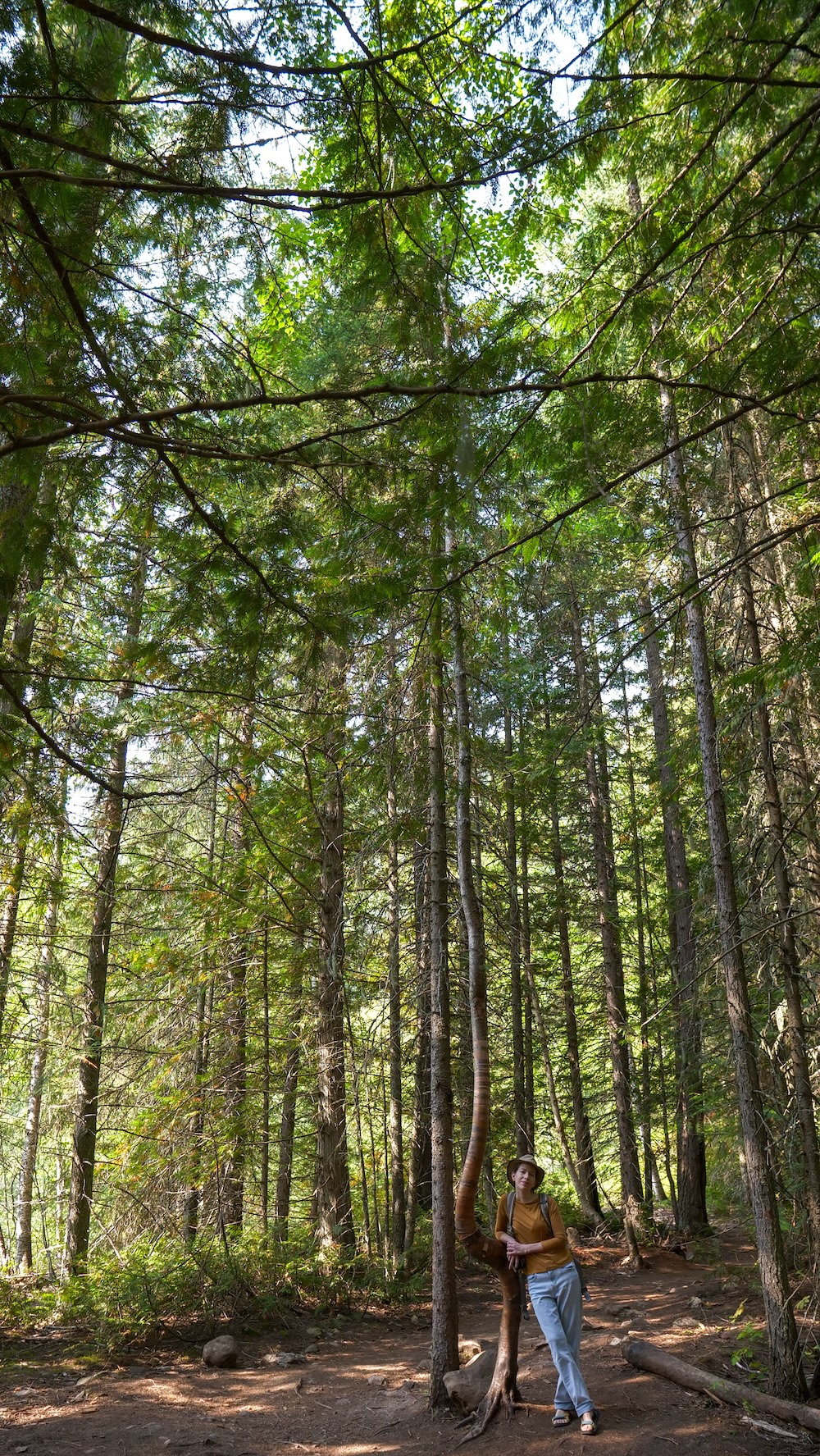 Audrey Bergner of That Backpacker enjoying the Fairy Creek Falls hike in Fernie, British Columbia, leaning against a tree in the forest along this family-friendly waterfall trail with sunlight filtering through the trees.
