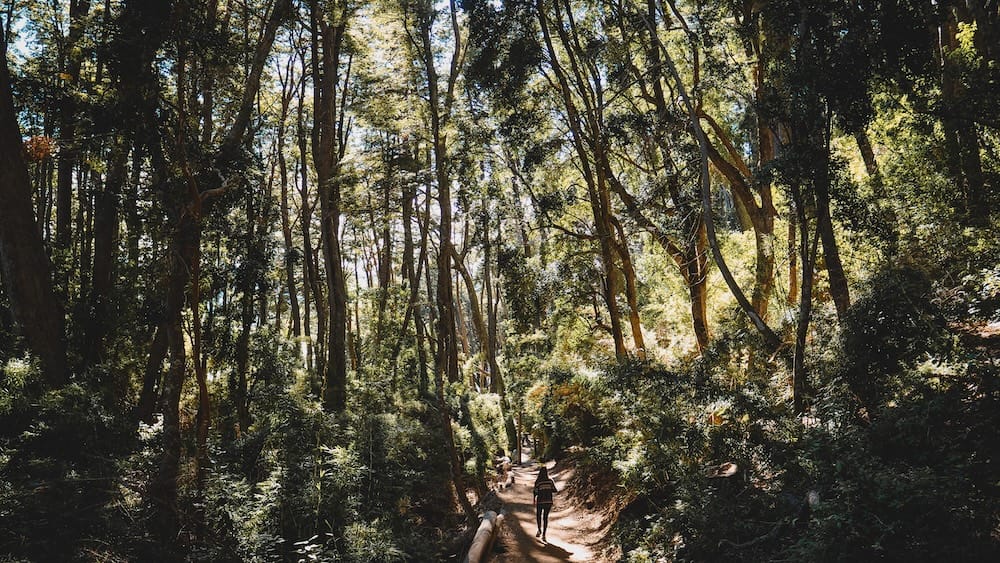 Audrey Bergner Caminando en un Sendero de Bosque en Villa La Angostura Villa La Angostura senderismo: Audrey Bergner camina por un sendero de bosque cerca del Bosque Los Arrayanes en la Patagonia argentina.