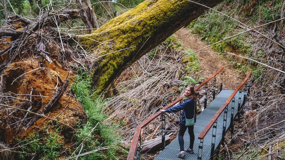 Footbridge Under a Fallen Tree, Los Alerces National Park, Chubut Province, Patagonia, Argentina — Audrey Bergner Audrey Bergner crosses a metal footbridge beneath a massive fallen, moss-covered tree on a forest trail in Los Alerces National Park, Chubut Province, in Northern Argentine Patagonia, surrounded by dense undergrowth and exposed reddish roots.