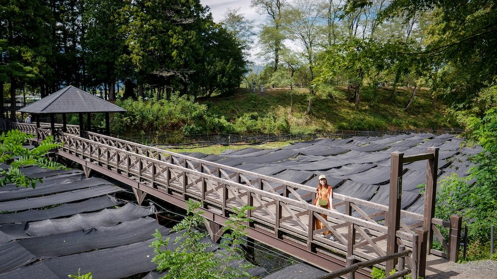 Audrey Bergner That Backpacker enjoying a self-guided tour of the expansive wasabi fields at Daio Wasabi Farm