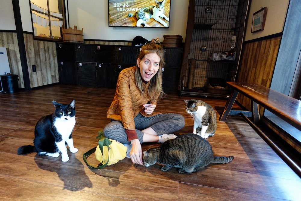 Audrey Bergner That Backpacker having a blast feeding cats at the Cat Cafe and Cat Rescue Centre 猫の月さくらやま in Takayama, Japan 