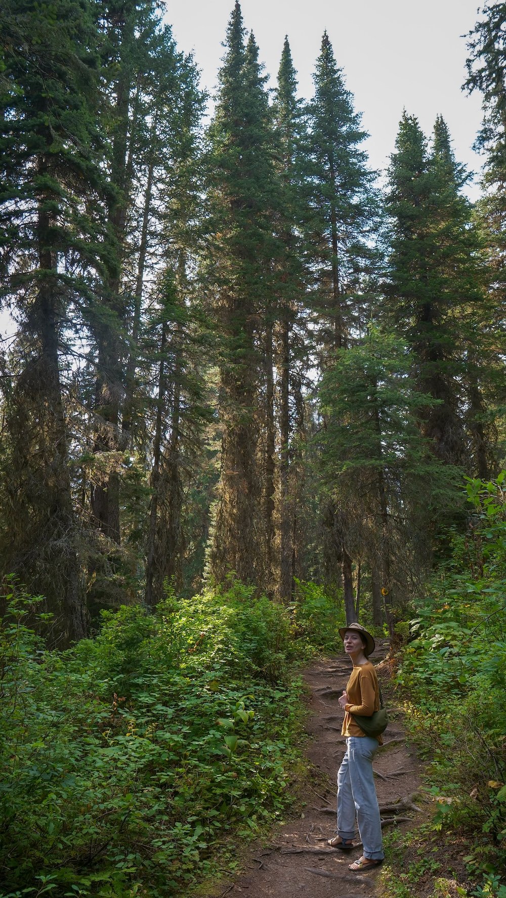 Audrey hiking through the forest at Island Lake Lodge Audrey Bergner of That Backpacker stands on a forest trail at Island Lake Lodge in Fernie, surrounded by towering evergreens and lush undergrowth, pausing mid-hike to look back along the winding path as soft light filters through the trees above.