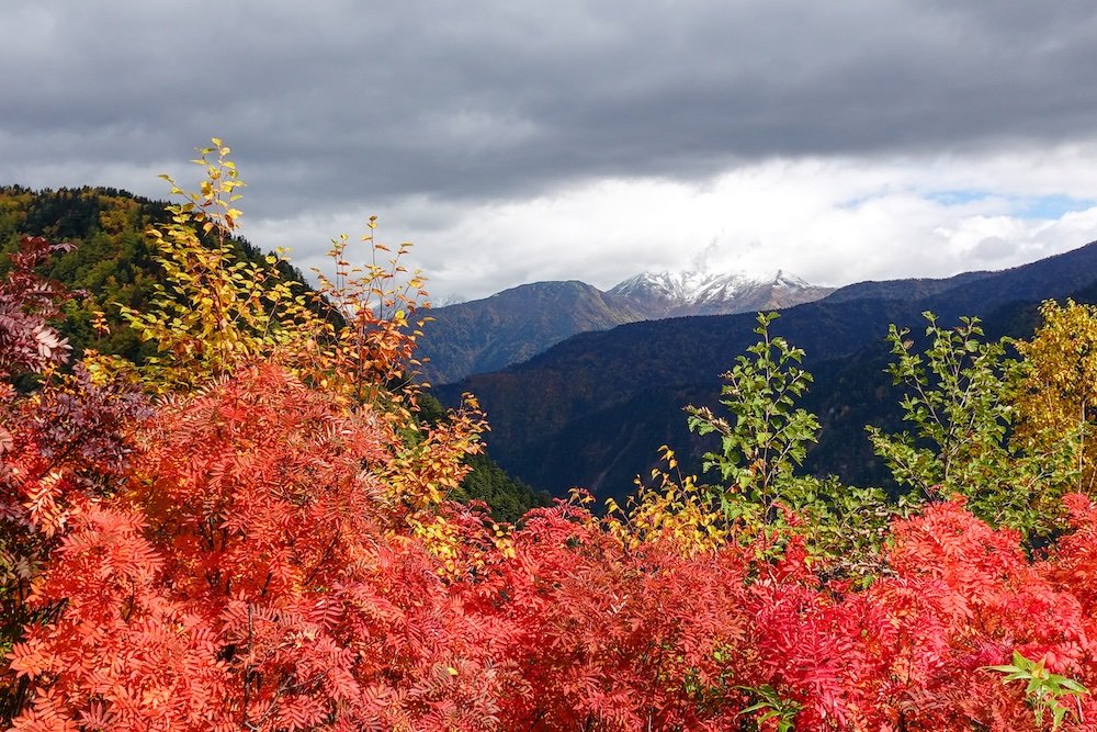 Autumn colours of leaves if you visit during the fall season Tateyama Kurobe Alpine Route