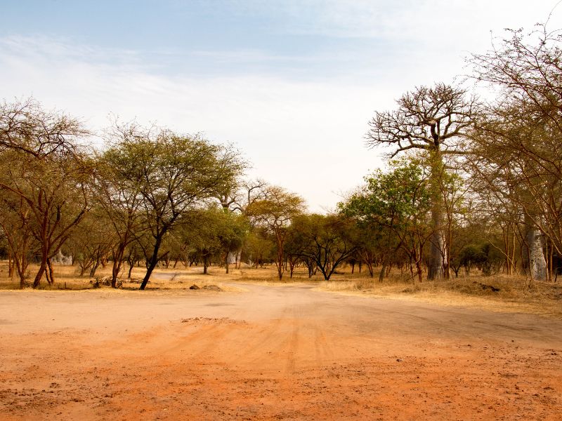 Bandia wildlife reserve in Senegal day trip 