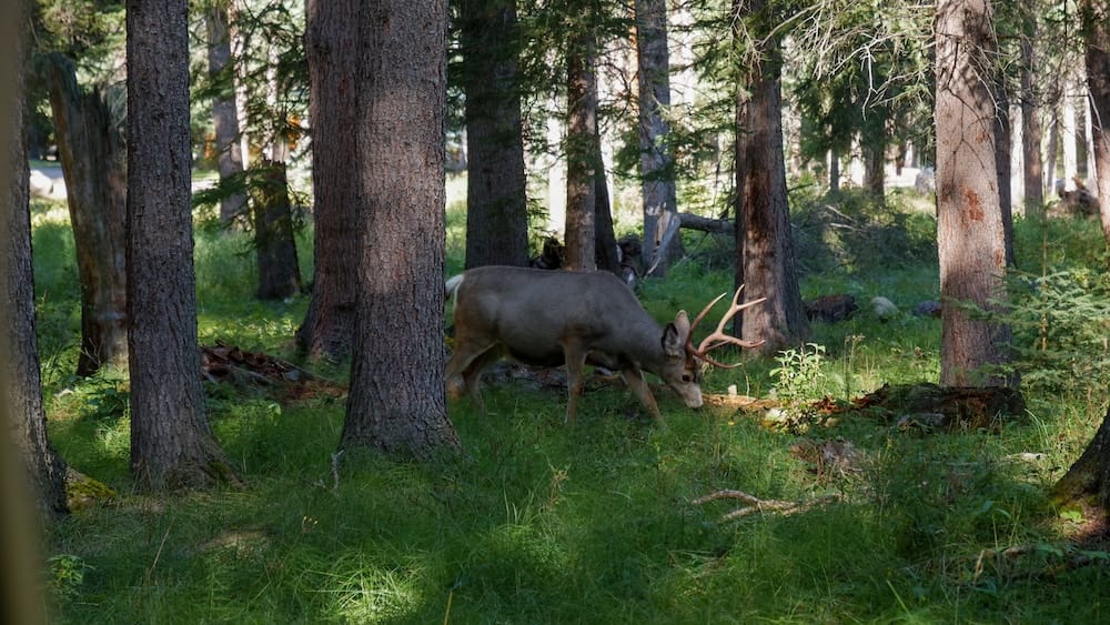 Antlered wildlife grazing among tall evergreen trees and green undergrowth in Banff National Park, Alberta, Canada, with patches of sunlight filtering through the forest.