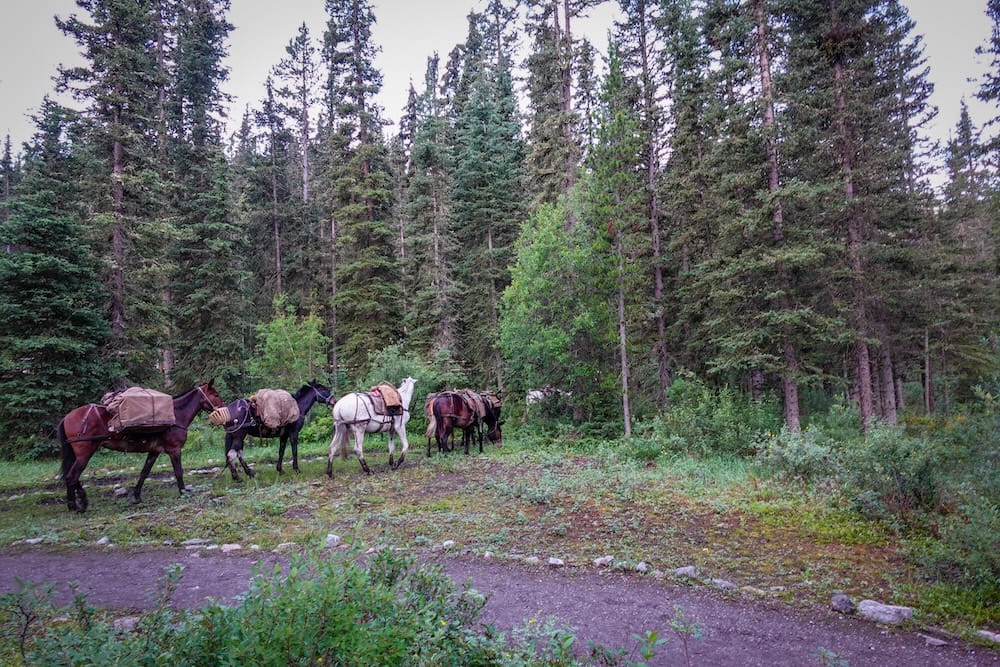 A line of loaded pack mules moves through dense evergreen forest in Banff National Park, Alberta, Canada, carrying gear along the trail during a multi-day backcountry horse trip.