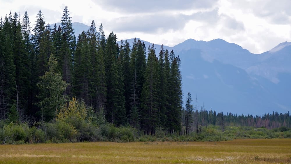 Paisaje de bosque y montaña en la ruta del Banff Cowboy Cookout, Parque Nacional Banff, Alberta, Canadá Bosque, pradera abierta y montañas en capas bajo un cielo nublado en el Parque Nacional Banff, Alberta, Canadá, mostrando el tipo de paisaje visible durante el recorrido del Cowboy Cookout.