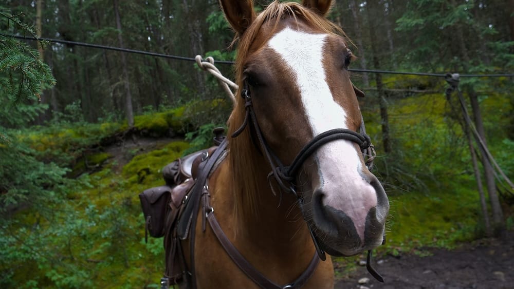 Caballo ensillado en un sendero del Parque Nacional Banff, Alberta, Canadá, con Banff Trail Riders Caballo marrón ensillado con una amplia marca blanca en la cara sobre un sendero forestal del Parque Nacional Banff, Alberta, Canadá, rodeado de pinos y suelo cubierto de musgo.