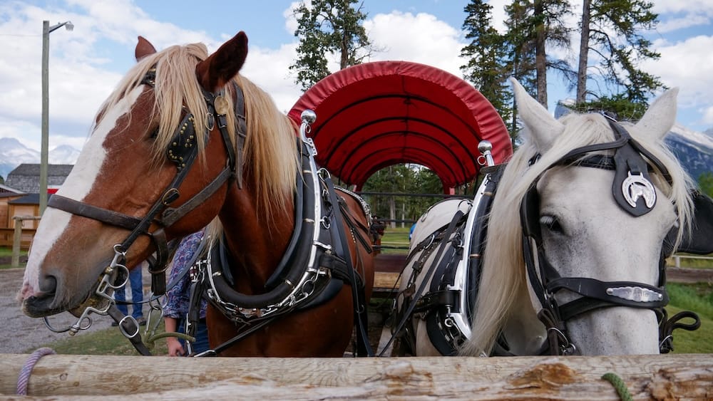 Banff Cowboy Cookout: paseo en carreta vs paseo a caballo