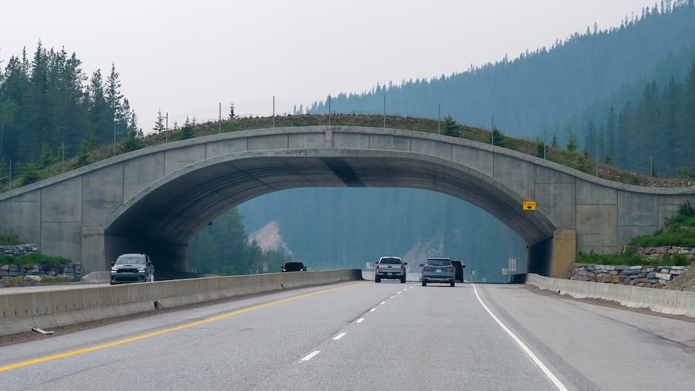 Wildlife crossing over a highway in Banff National Park, Alberta, Canada, with vehicles and forested mountain slopes A wildlife crossing bridge spans a multi-lane highway in Banff National Park, Alberta, Canada, with vehicles passing below and forested Rocky Mountain slopes rising through light haze behind it.