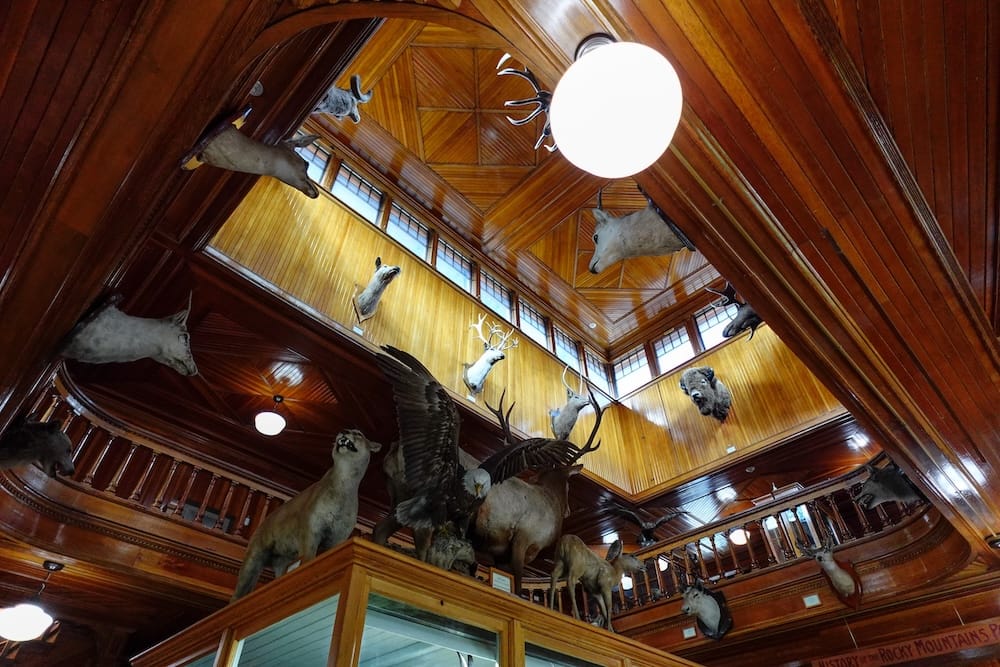 Banff Park Museum interior in Banff, Alberta, Canada with historic wood gallery and mounted Rocky Mountain wildlife displays Interior of the Banff Park Museum in Banff, Alberta, Canada, showing a soaring wood-lined gallery filled with mounted wildlife specimens, including birds, deer, bighorn sheep and other Rocky Mountain animals.