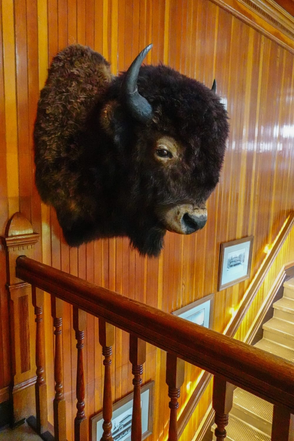 Mounted bison head inside Banff Park Museum in Banff, Alberta, Canada, displayed above a wooden staircase amid the historic natural-history museum’s warm wood-panelled interior.