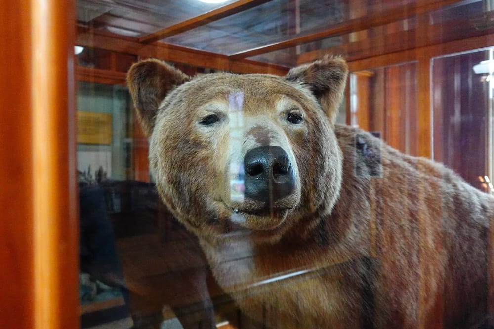 Preserved bear specimen displayed behind glass inside Banff Park Museum in Banff, Alberta, Canada, with the animal’s head and upper body filling the historic natural-history exhibit case.