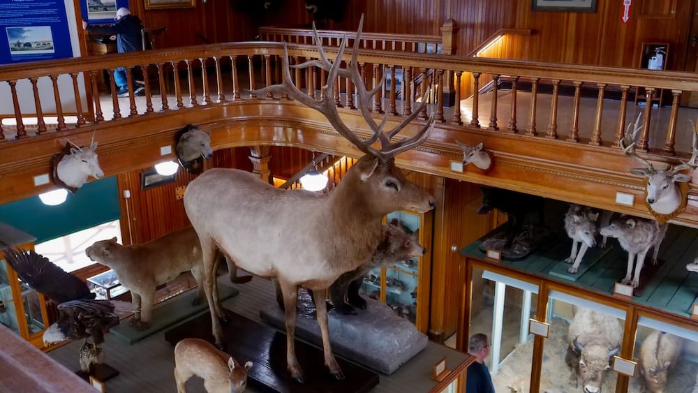 Large elk specimen with branching antlers displayed inside Banff Park Museum in Banff, Alberta, Canada, surrounded by other mounted wildlife in the historic wood-panelled interior.