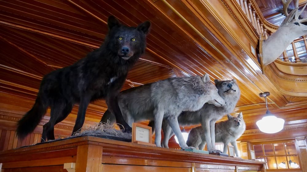 A black-coated wolf stands in front of three gray wolf mounts on a raised wood platform beneath a "Grey Wolf" identification card at Banff Park Museum in Banff, Alberta, Canada.