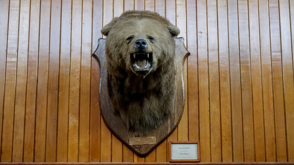 Mounted grizzly bear head with open jaws displayed on a wood-panelled wall at Banff Park Museum, with an identification plaque reading "Grizzly Bear" below it, in Banff, Alberta, Canada.
