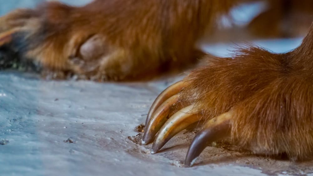Close-up of a mounted grizzly bear's paws showing long curved claws against a stone floor at Banff Park Museum in Banff, Alberta, Canada.
