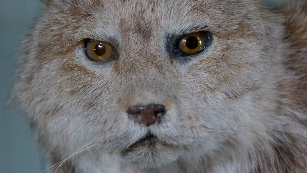 Close-up of a mounted lynx's face at Banff Park Museum, showing detailed fur texture and amber eyes, in Banff, Alberta, Canada.