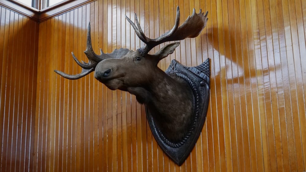 Mounted moose head with full antlers displayed on a wood-panelled corner wall at Banff Park Museum in Banff, Alberta, Canada.