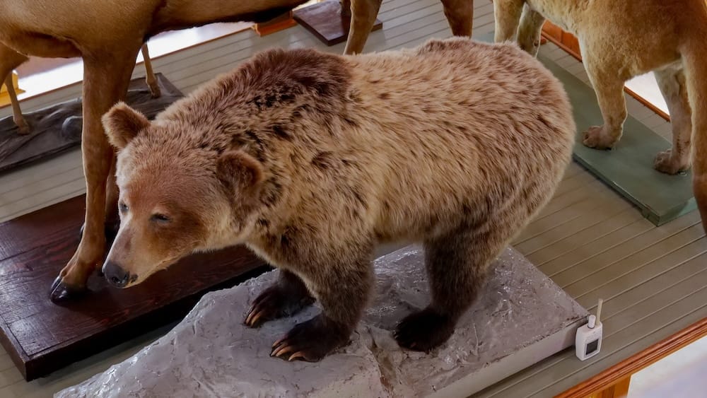 Taxidermy bear specimen, Banff Park Museum, Banff, Alberta, Canada A full-body taxidermy bear specimen on display at Banff Park Museum in Banff, Alberta, Canada, positioned near other mounted wildlife on the museum's wood-paneled second-floor gallery.