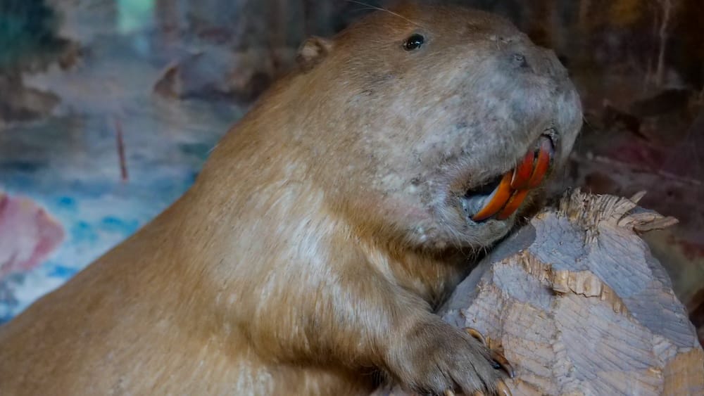 Taxidermy beaver diorama, Banff Park Museum, Banff, Alberta, Canada Close-up of a taxidermy beaver gnawing on a log inside a painted diorama display at Banff Park Museum in Banff, Alberta, Canada.